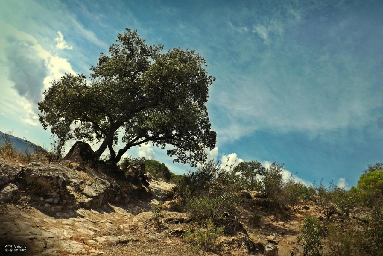 הוילה Andújar Vina Concepcion מראה חיצוני תמונה